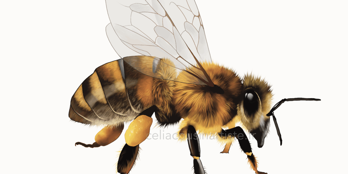 © Tous droits réservés