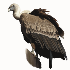 © Tous droits réservés