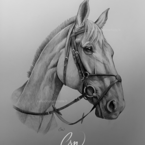 Portrait cheval - A4 - Tous droits réservés